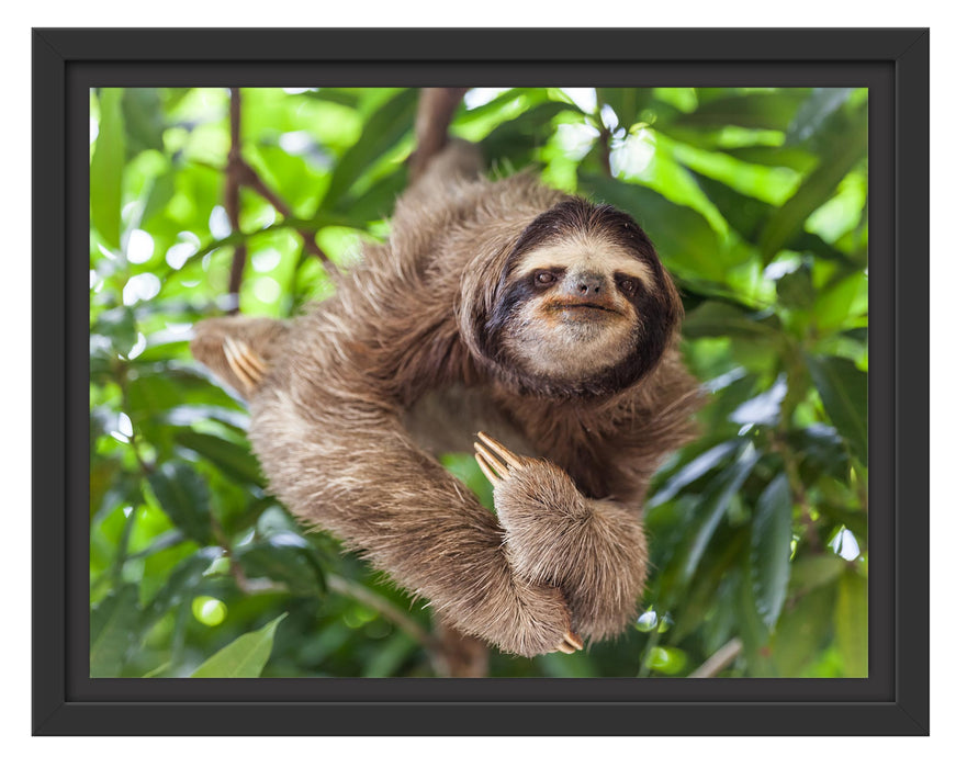 Pixxprint Lustiges Faultier hängt an Baum, im Schwebe-Effekt Bilderrahmen