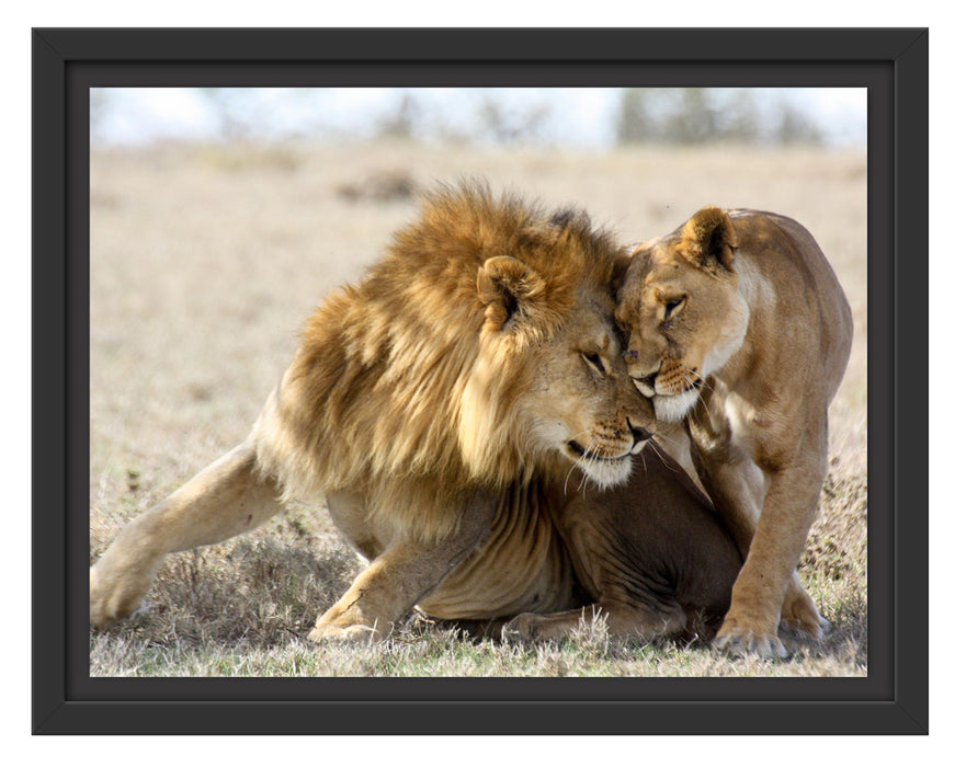 Pixxprint Schmusendes Löwenpaar in der Steppe, im Schwebe-Effekt Bilderrahmen