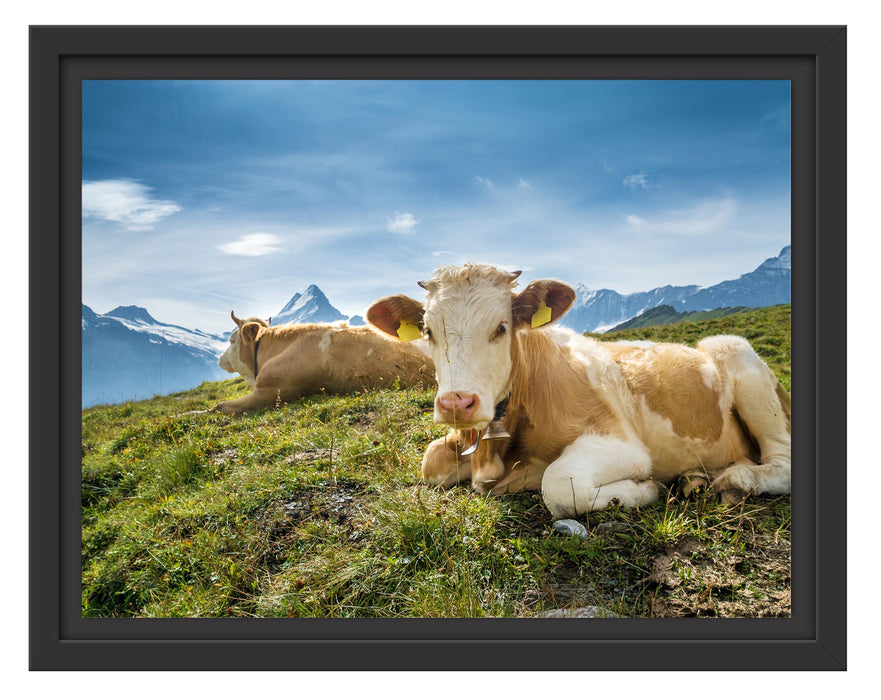 Pixxprint Simmentaler Kühe vor Schweizer Alpen, im Schwebe-Effekt Bilderrahmen