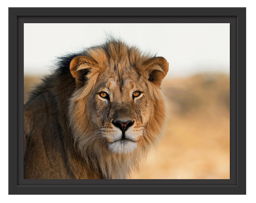 Pixxprint Poträt eines Löwen in der Savanne, im Schwebe-Effekt Bilderrahmen