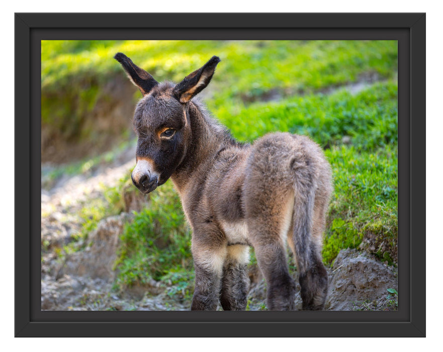 Pixxprint Niedliches Eselkind auf Bergwiese, im Schwebe-Effekt Bilderrahmen