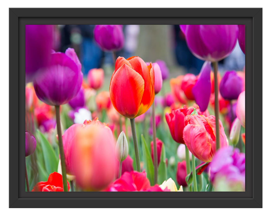 Pixxprint Bunte holländische Tulpen Nahaufnahme, im Schwebe-Effekt Bilderrahmen