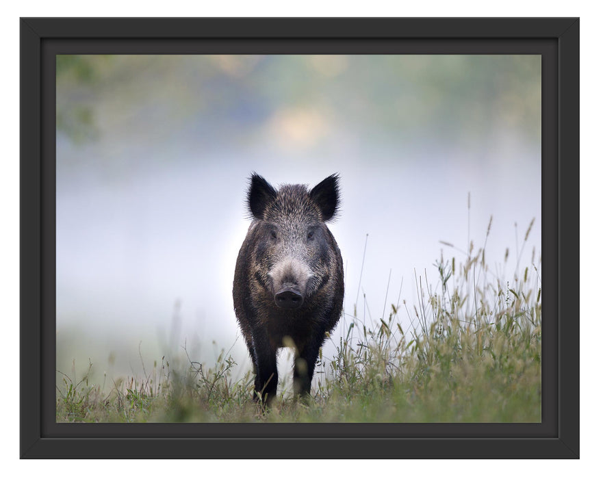 Pixxprint Wildschweinauf einer Wiese im Nebel, im Schwebe-Effekt Bilderrahmen
