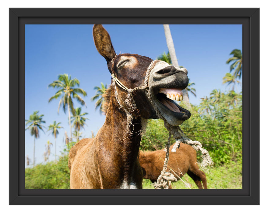 Pixxprint Lustiger lachender Esel unter Palmen, im Schwebe-Effekt Bilderrahmen