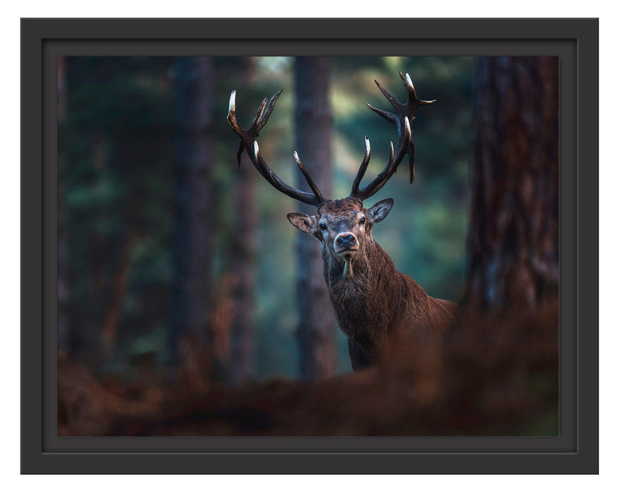 Pixxprint Hirsch im Wald schaut neugierig in die Kamera, im Schwebe-Effekt Bilderrahmen