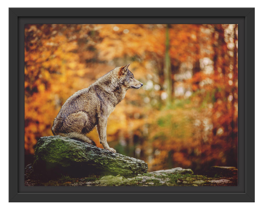 Pixxprint Wolf sitzt auf einem Stein im Herbstwald, im Schwebe-Effekt Bilderrahmen