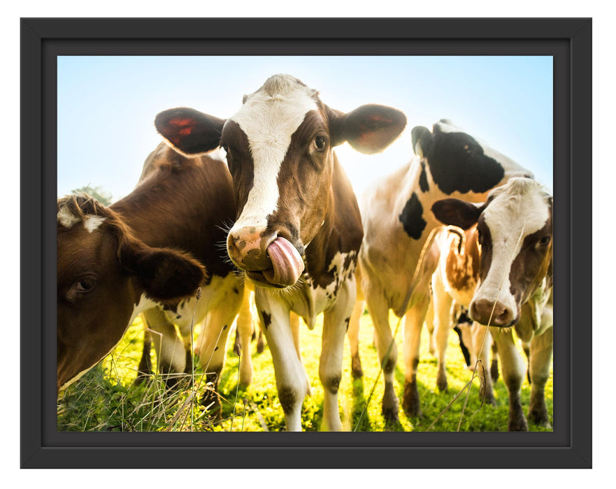 Pixxprint Kühe weiden in der Sonne auf grüner Alm, im Schwebe-Effekt Bilderrahmen