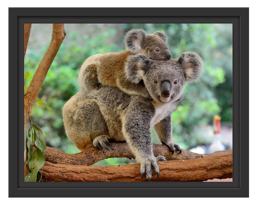 Pixxprint Koala Mutter mit Kind auf dem Rücken, im Schwebe-Effekt Bilderrahmen