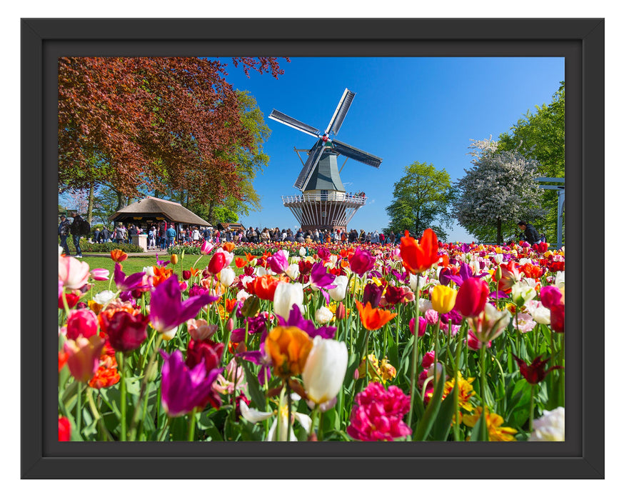 Pixxprint Holländisches Tulpenmeer vor Windmühle, im Schwebe-Effekt Bilderrahmen