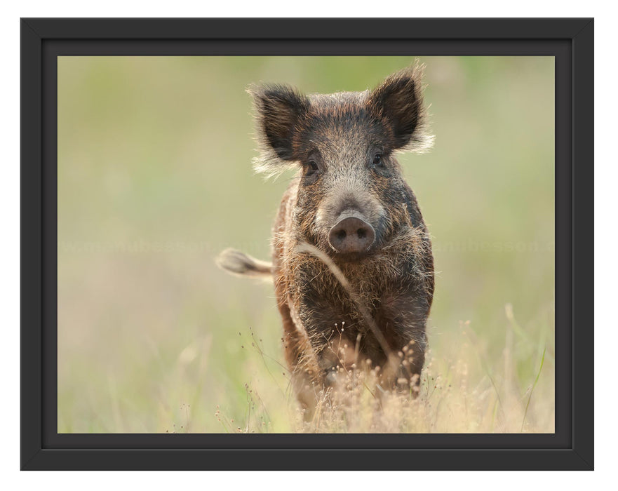 Pixxprint Neugieriges Wildschwein auf einem Feld, im Schwebe-Effekt Bilderrahmen