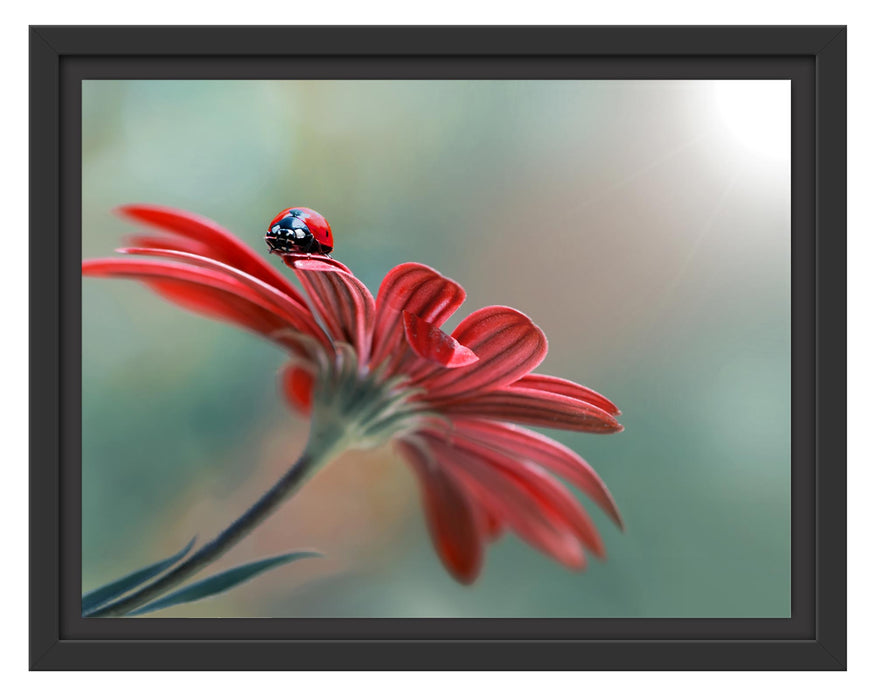 Pixxprint Merienkäfer auf roter Blüte Nahaufnahme, im Schwebe-Effekt Bilderrahmen