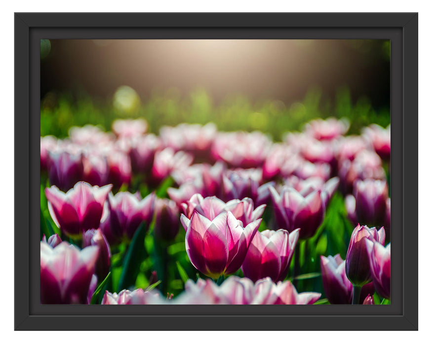 Pixxprint Nahaufnahme zweifarbige Tulpen, im Schwebe-Effekt Bilderrahmen