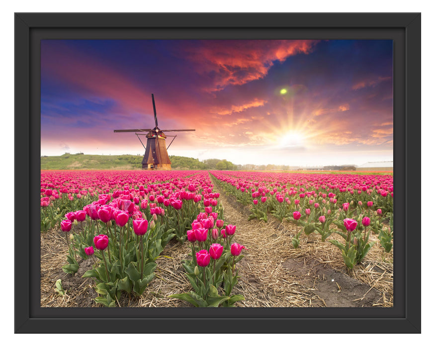 Pixxprint Tulpenfeld mit Mühle bei Sonnenuntergang, im Schwebe-Effekt Bilderrahmen