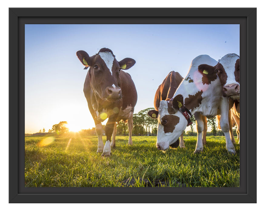 Pixxprint Kühe grasen auf Wiese bei Sonnenuntergang, im Schwebe-Effekt Bilderrahmen