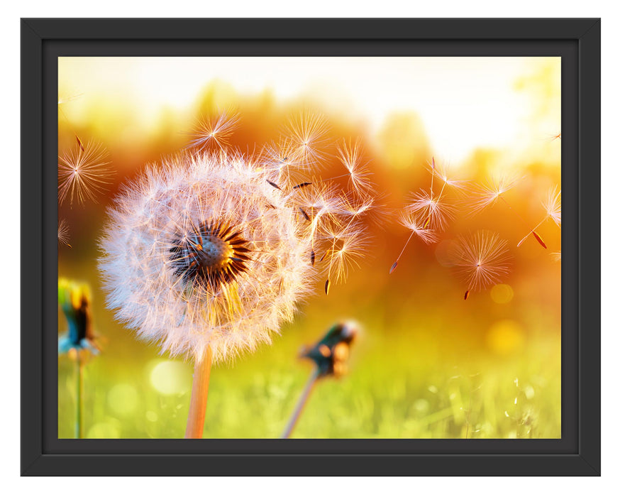 Pixxprint Nahaufnahme Pusteblume Sonnenuntergang, im Schwebe-Effekt Bilderrahmen