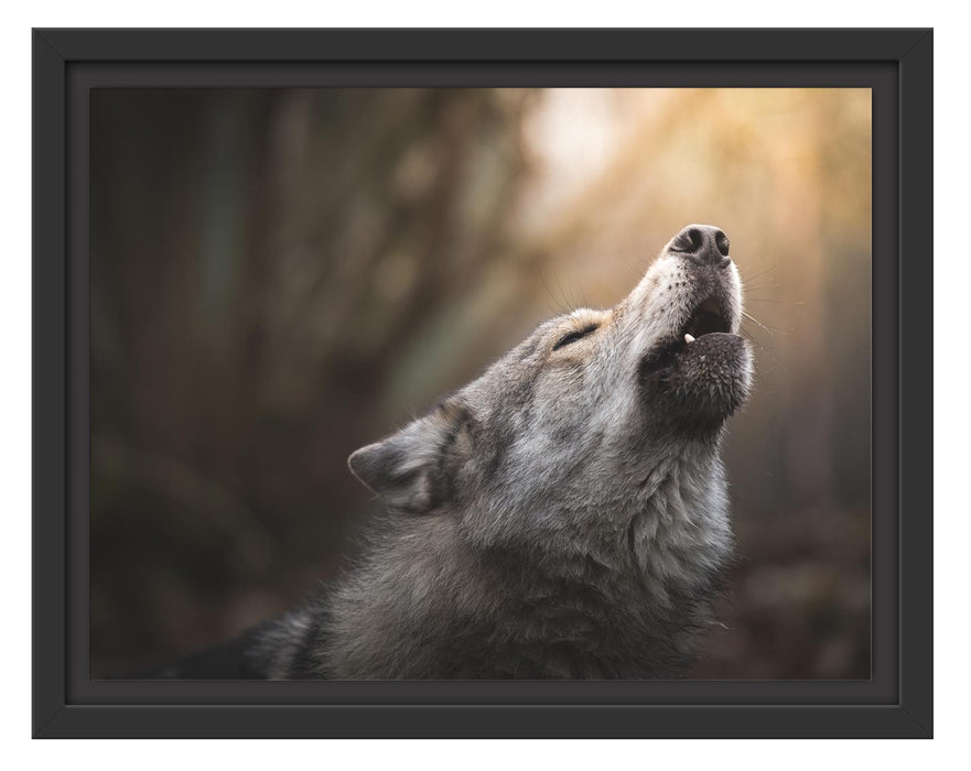 Pixxprint Heulender Wolf Nahaufnahme, im Schwebe-Effekt Bilderrahmen