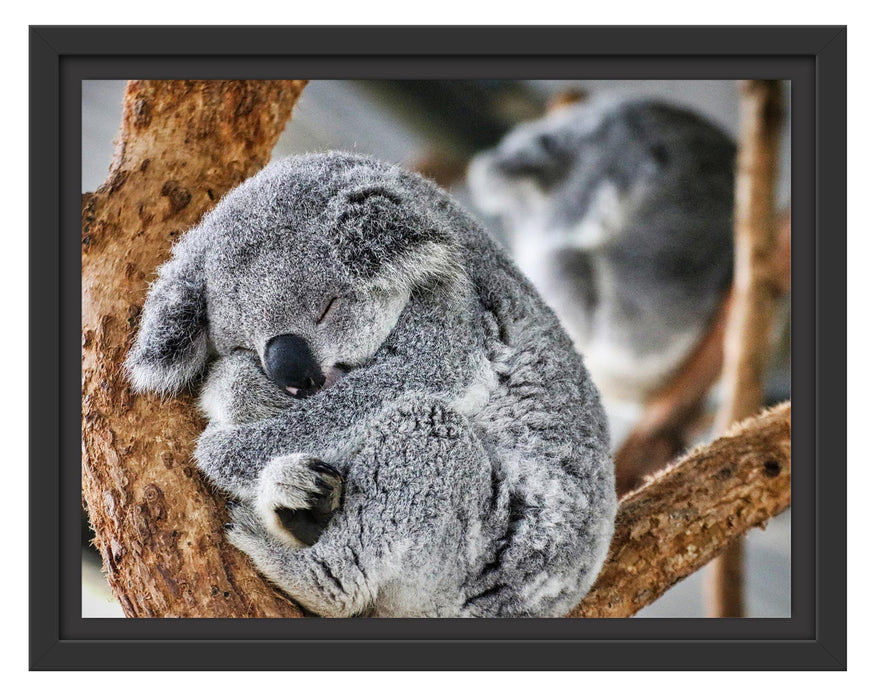 Pixxprint Koala schläft eingekuschelt im Baum, im Schwebe-Effekt Bilderrahmen