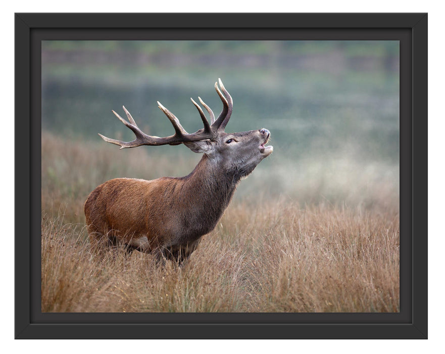 Pixxprint Röhrender Hirsch im Feld, im Schwebe-Effekt Bilderrahmen