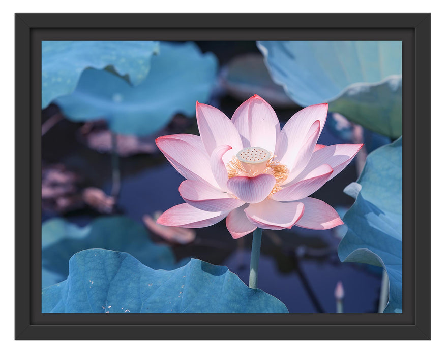 Pixxprint Rosa blühender Lotus Nahaufnahme, im Schwebe-Effekt Bilderrahmen