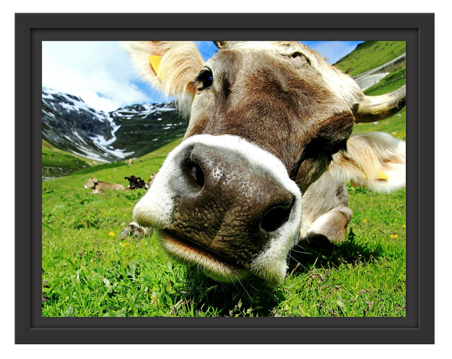 Pixxprint Kuhschnauze Nahaufnahme, im Schwebe-Effekt Bilderrahmen