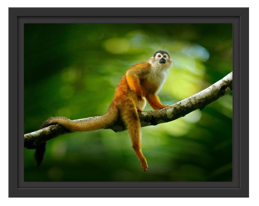 Pixxprint Kleines Äffchen auf Ast im Regenwald, im Schwebe-Effekt Bilderrahmen