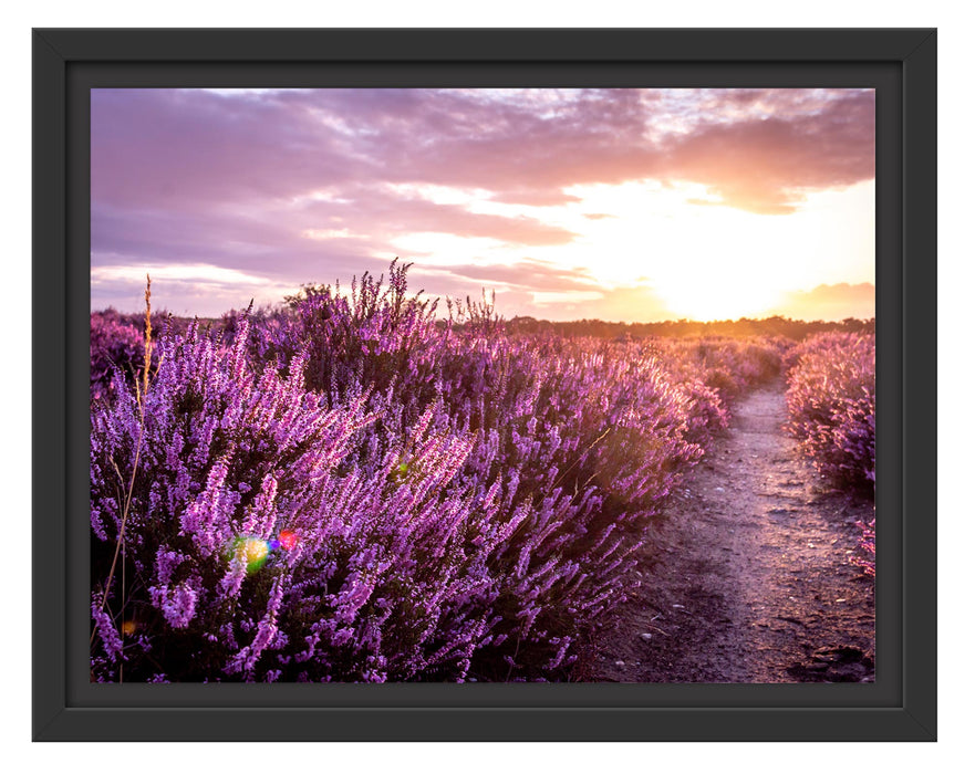 Pixxprint Lavendellandschaft bei Sonnenuntergang, im Schwebe-Effekt Bilderrahmen