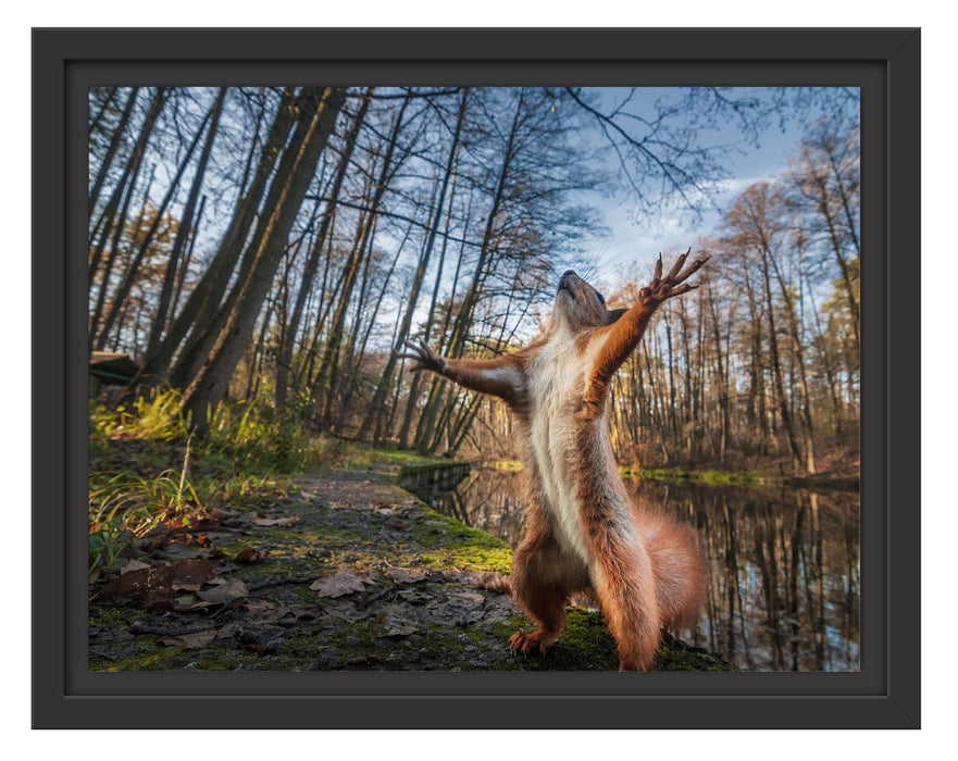 Pixxprint Lustiges Eichhörnchen steht im Wald, im Schwebe-Effekt Bilderrahmen