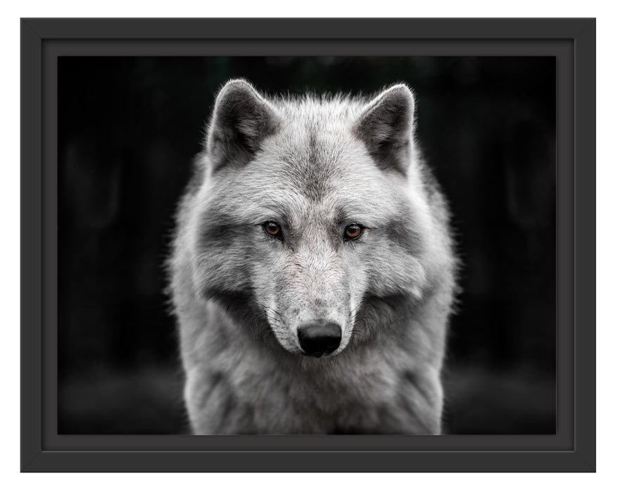 Pixxprint Nahaufnahme junger Polarwolf, im Schwebe-Effekt Bilderrahmen