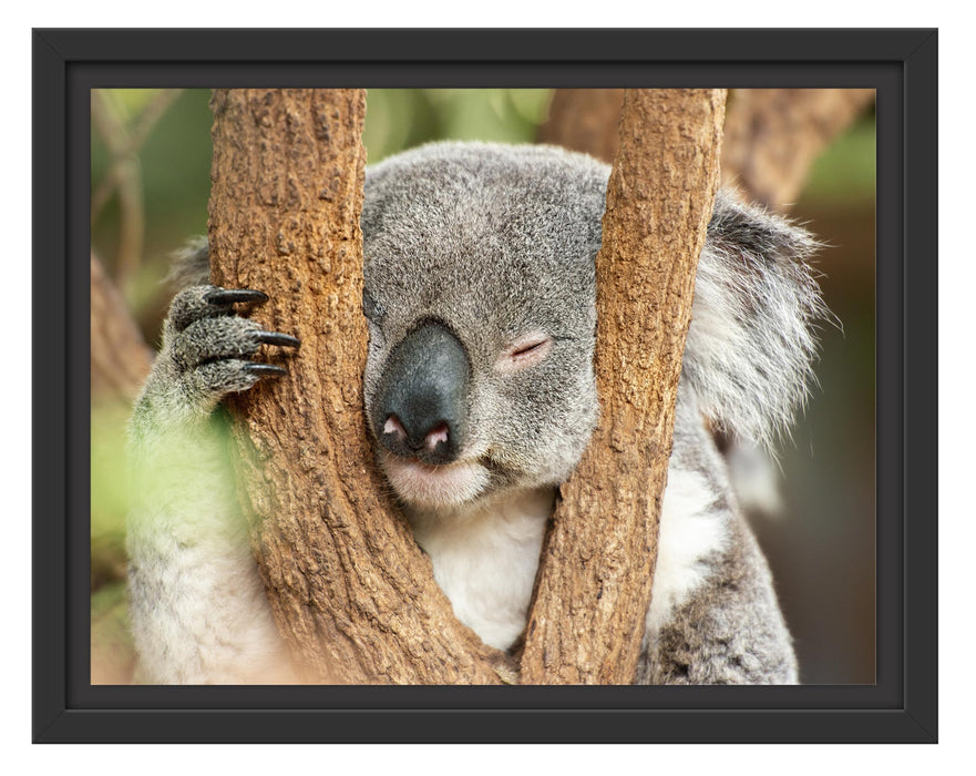 Pixxprint Koala schläft mit Kopf in Astgabel, im Schwebe-Effekt Bilderrahmen