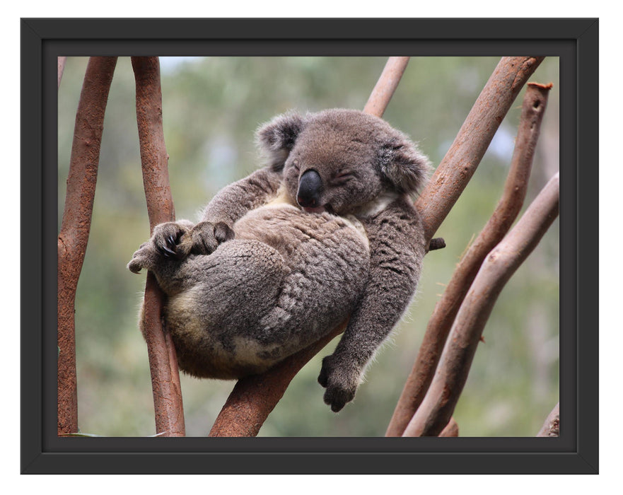 Pixxprint Schlafender Koala in Astgabelung, im Schwebe-Effekt Bilderrahmen
