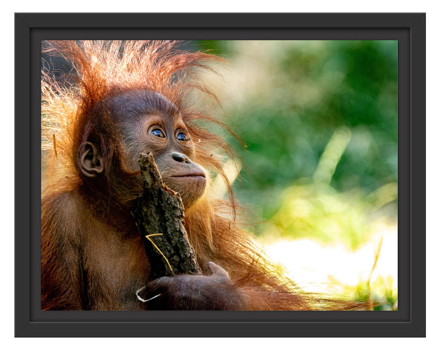 Pixxprint Orang-Utan Baby spielt mit Stock, im Schwebe-Effekt Bilderrahmen