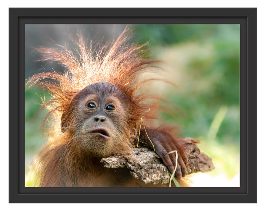Pixxprint Lustiger Baby Orang-Utan mit Rinde, im Schwebe-Effekt Bilderrahmen