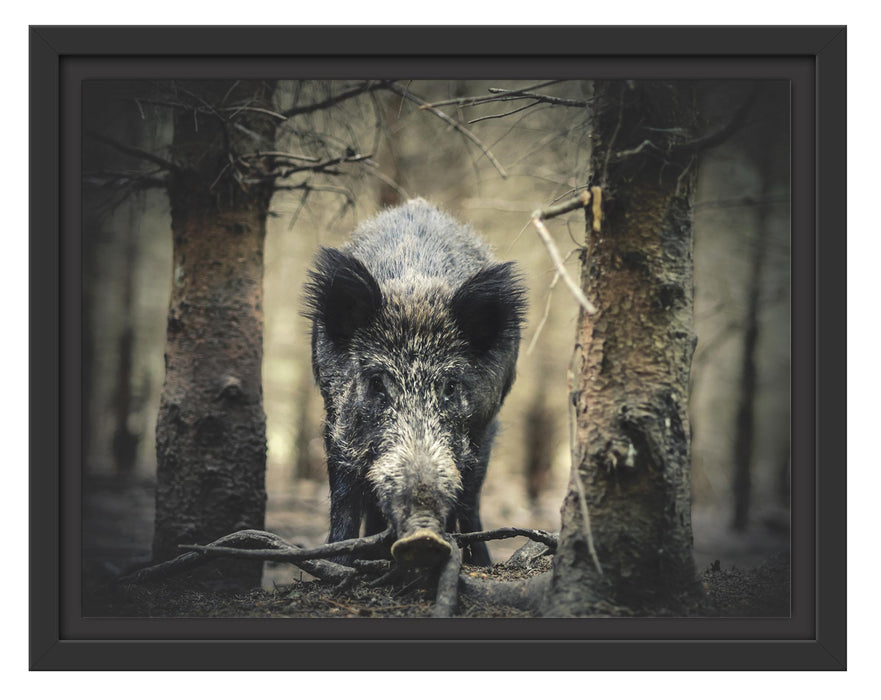 Pixxprint Nahaufnahme Wildschwein im Wald, im Schwebe-Effekt Bilderrahmen