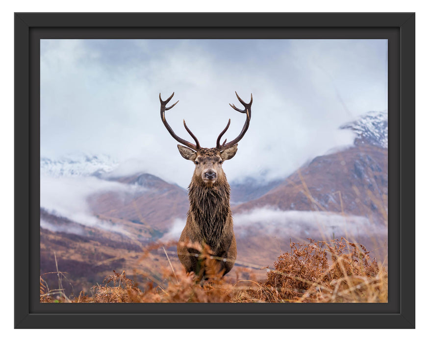 Pixxprint Majestätischer Hirsch in Berglandschaft, im Schwebe-Effekt Bilderrahmen