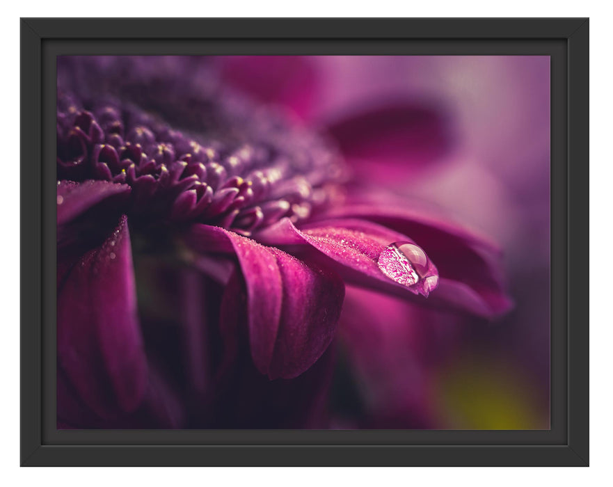 Pixxprint Nahaufnahme Tropfen auf lila Blume, im Schwebe-Effekt Bilderrahmen