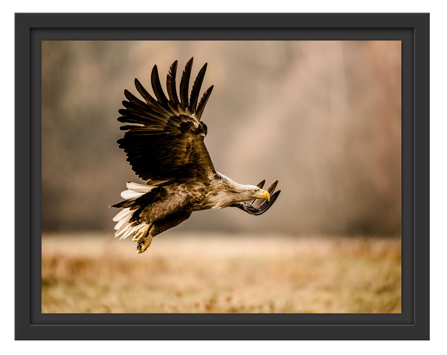 Pixxprint Nahaufnahme Adler bei der Jagd, im Schwebe-Effekt Bilderrahmen