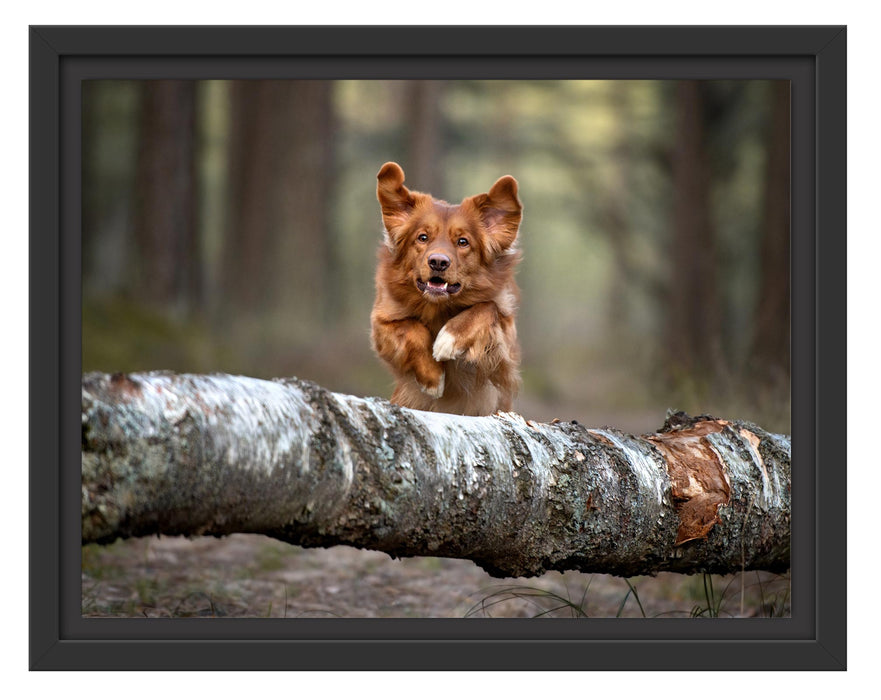 Pixxprint Hund springt über Baumstamm im Wald, im Schwebe-Effekt Bilderrahmen