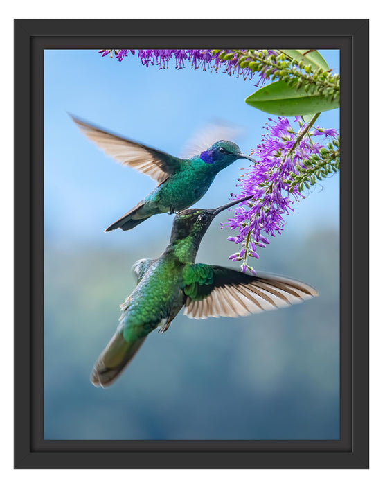 Pixxprint Zwei grüne Kolibris an lila Blume, im Schwebe-Effekt Bilderrahmen