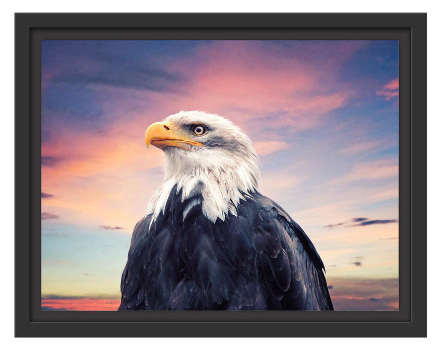 Pixxprint Weisskopfseeadler im Sonnenuntergang, im Schwebe-Effekt Bilderrahmen