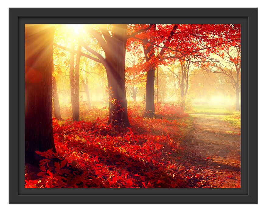 Pixxprint Sonnenstrahlen durch rote Herbstbäume, im Schwebe-Effekt Bilderrahmen