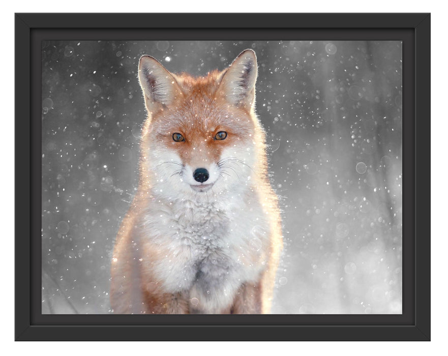 Pixxprint Roter Fuchs im Winter B&W Detail, im Schwebe-Effekt Bilderrahmen