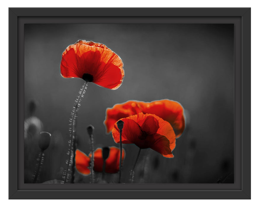 Pixxprint Mohnblumen auf einer Wiese in der Nacht B&W Detail, im Schwebe-Effekt Bilderrahmen
