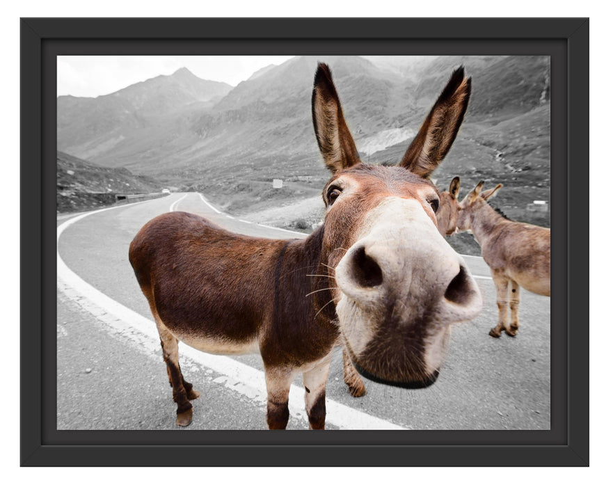 Pixxprint Lustiger Esel auf Straße in den Bergen B&W Detail, im Schwebe-Effekt Bilderrahmen