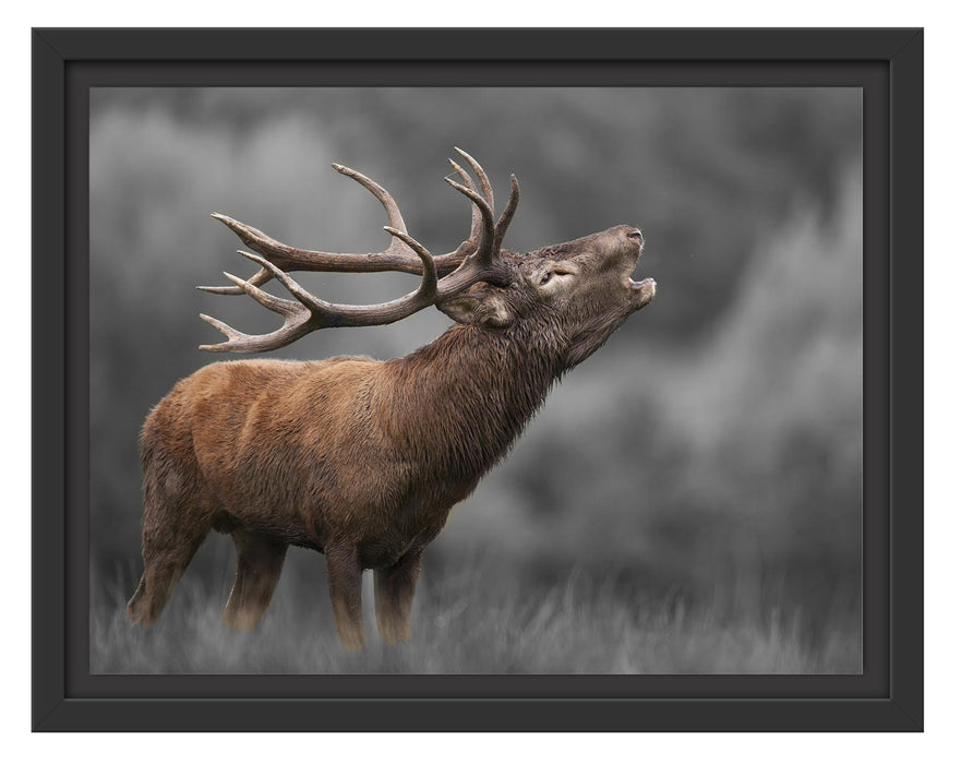Pixxprint Röhrender Hirsch mit mächtigem Geweih B&W Detail, im Schwebe-Effekt Bilderrahmen
