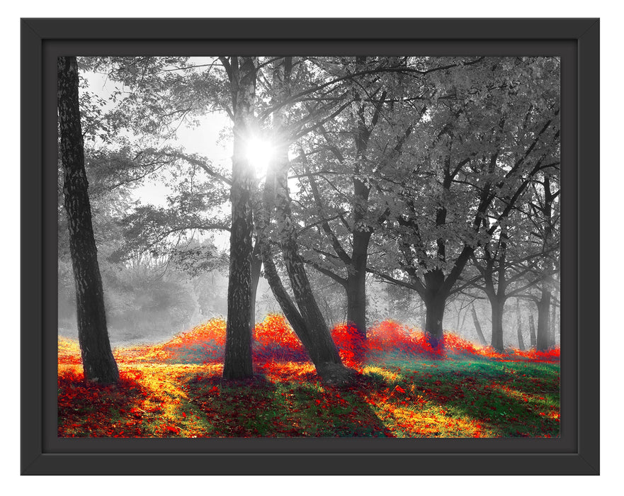 Pixxprint Bunte Herbstbäume sonnenbestrahlt B&W Detail, im Schwebe-Effekt Bilderrahmen