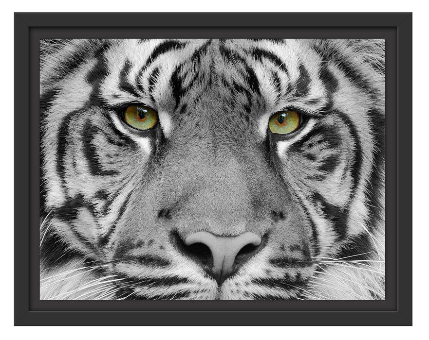 Pixxprint Nahaufnahme Sumatra Tiger B&W Detail, im Schwebe-Effekt Bilderrahmen