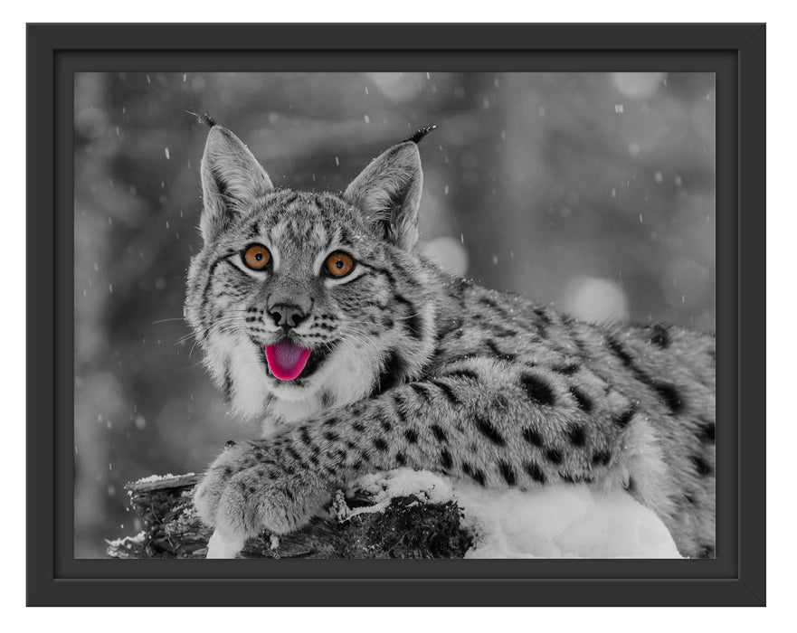 Pixxprint Luchs auf schneebedecktem Baumstumpf B&W Detail, im Schwebe-Effekt Bilderrahmen