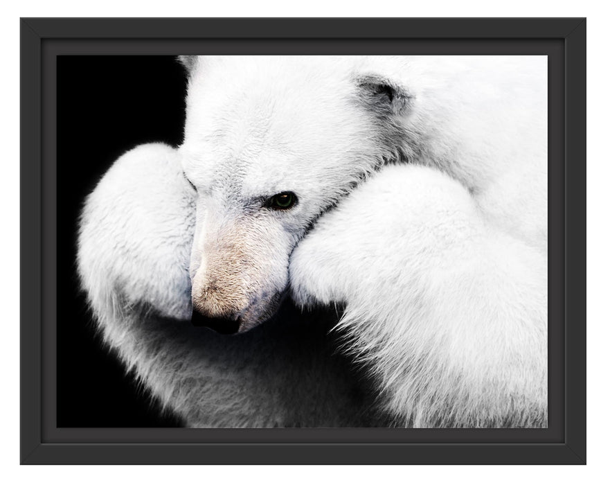 Pixxprint Grübelnder Eisbär stützt sich auf Pfoten B&W Detail, im Schwebe-Effekt Bilderrahmen