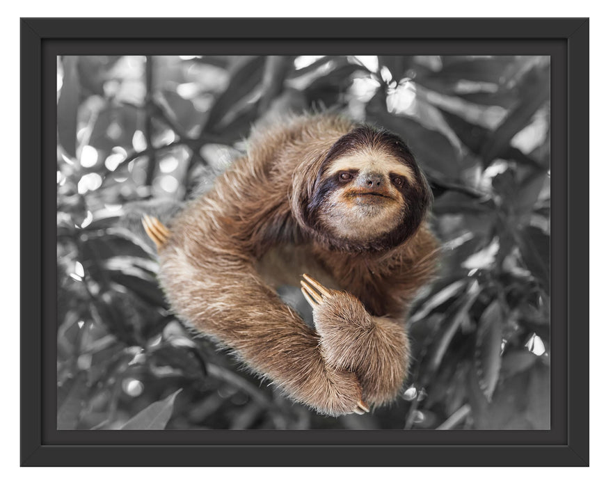 Pixxprint Lustiges Faultier hängt an Baum B&W Detail, im Schwebe-Effekt Bilderrahmen