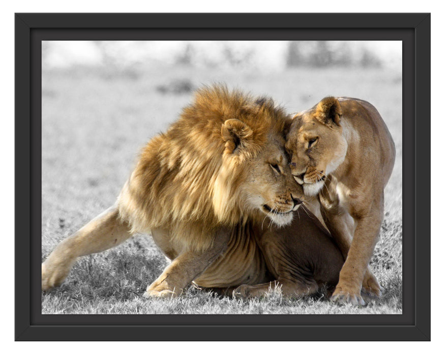 Pixxprint Schmusendes Löwenpaar in der Steppe B&W Detail, im Schwebe-Effekt Bilderrahmen